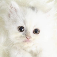 cotton cat