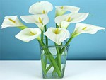 Elegant Calla's