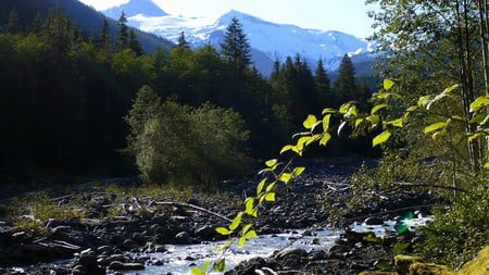 Glacier Creek and Mount Baker - widescreen, trees, water, creek, stream, forest, washington, mountain