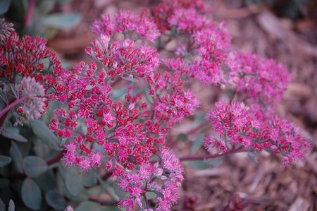 Pink - flowers, pink