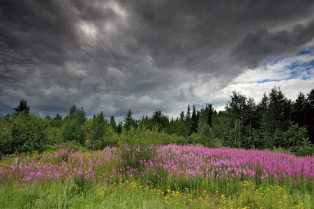 Before the rain - nature, rain