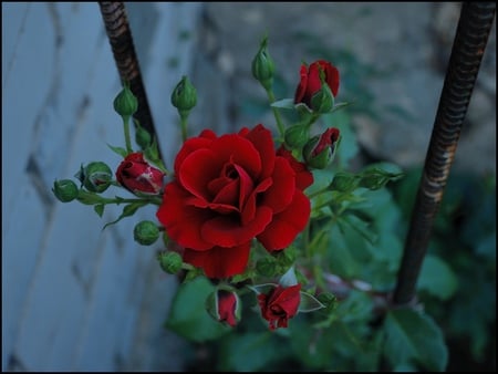 Red rose - flowers, roses