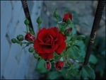 Red rose