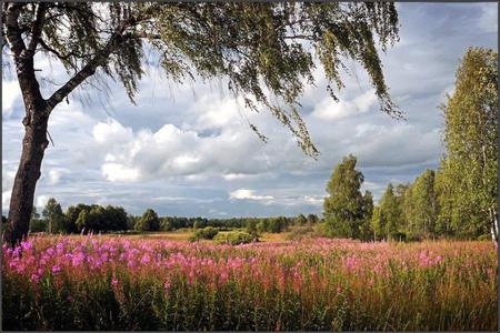 Wildflowers - nature, flowers