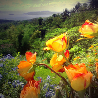 Yellow roses on a hill