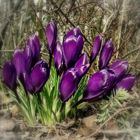 Purple flowers