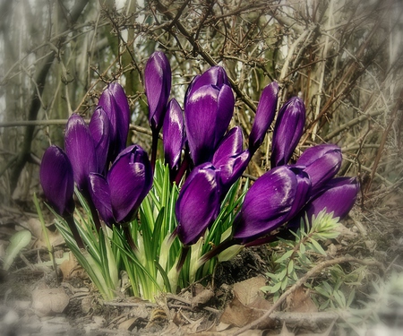 Purple flowers - purple, flowers