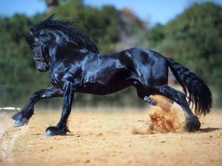 Beautiful - black, nature, horse, beautiful