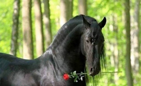 For you ! - roses, black, nature, beautiful, horse