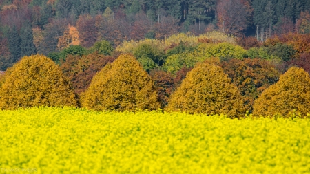 Autumn Forest - flowers, field, forest, trees