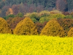 Autumn Forest