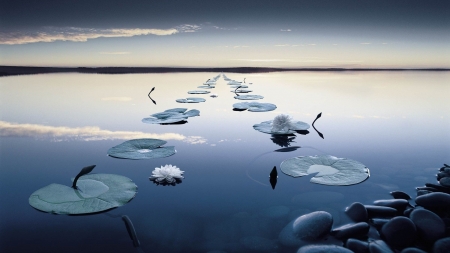 row of marvelous lily pads - flowers, sundown, rows, water