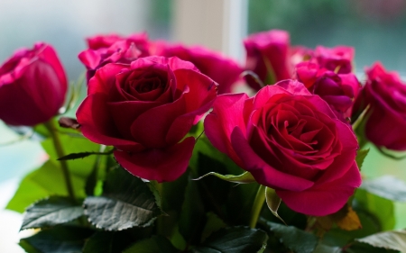 Roses - flowers, beautiful, red, roses