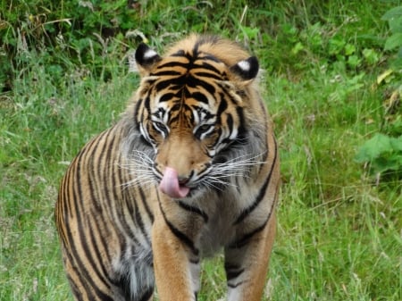 Ferocious Tiger - animal, nature, cute, lick, zoo, grass, tiger, cat