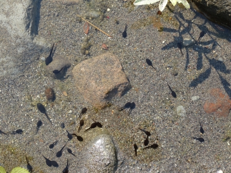 Tadpoles - nature, tadpole, frog, water, rocks