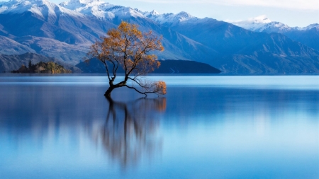 Lonely Tree - lake, tree, mountains, snow