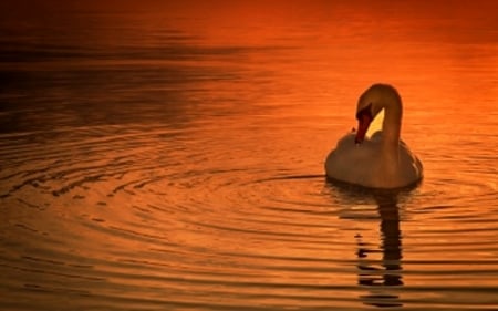 Swan - dawn, water, twilight, swims