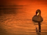 Swan