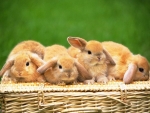 Bunnies