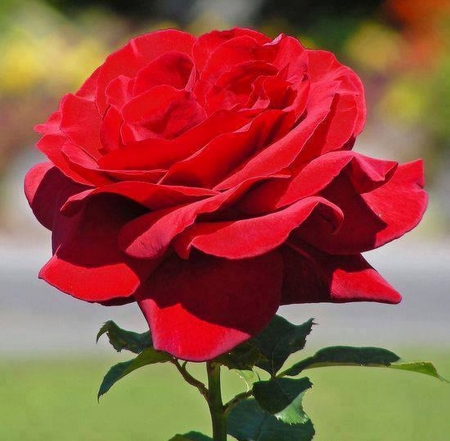 Red Beauty - red, rose, petals, beauty, flowers, closeup, nature