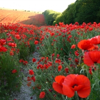 Poppy Fields