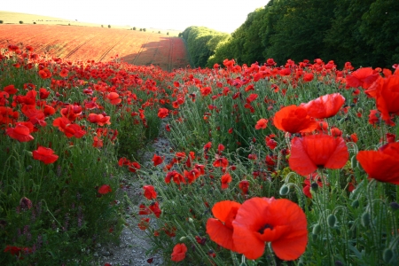 Poppy Fields - path, landscape, blossoms, red