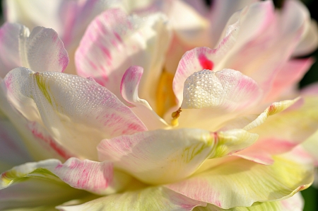 Magnolia - pink, spring, yellow, white, petals, macro, close-up, magnolia, skin