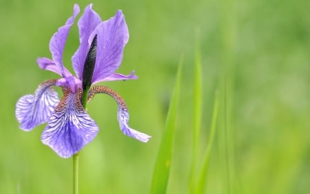 Iris - nature, green, iris, flower, pink