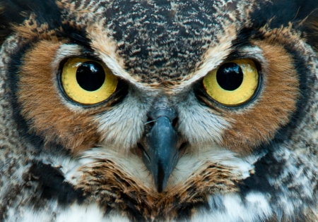 Owl - feather, face, black, owl, eyes, white, brown, close-up, skin