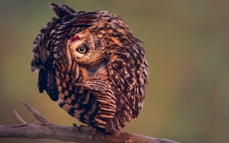 Funny owl - feather, funny, bird, cute, wing, owl