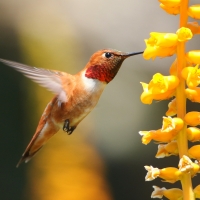 Humming-bird