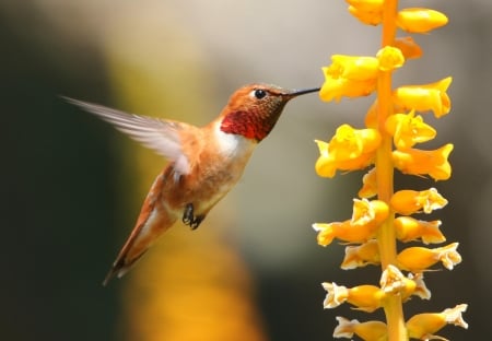 Humming-bird - flower, bird, cute, humming-bird, orange, yellow