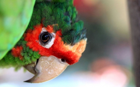 Parrot - feather, red, cute, parrot, green, colorful