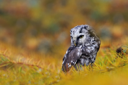 Owl - bird, black, field, yellow, owl, grey, green