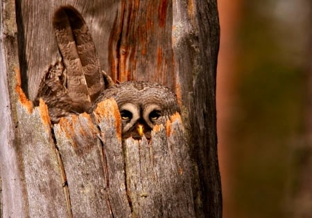 Baby owl - feather, funny, cute, bird, baby, owl, wood, nest, brown, hiding, tree