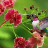 Humming-bird