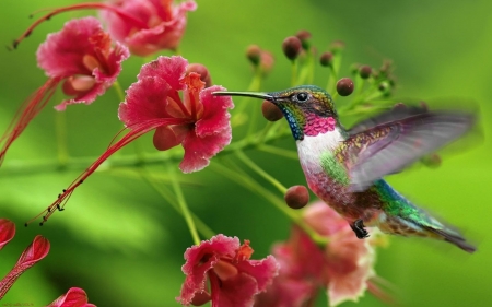 Humming-bird - red, flower, bird, pink, cute, humming-bird, green