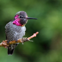 Humming-bird