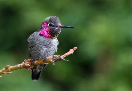 Humming-bird - bird, pink, cute, humming-bird, branch, green