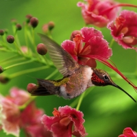 Humming-bird