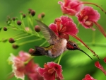 Humming-bird