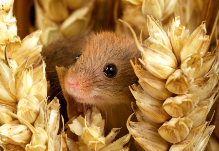 Mouse - animal, little, cute, rodent, mouse, yellow, ears of wheat