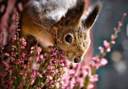 Squirrel - animal, cute, flower, pink, squirrel