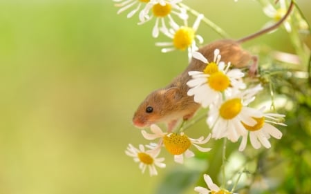 Mouse - white, green, daisy, little, anima, mouse, flower