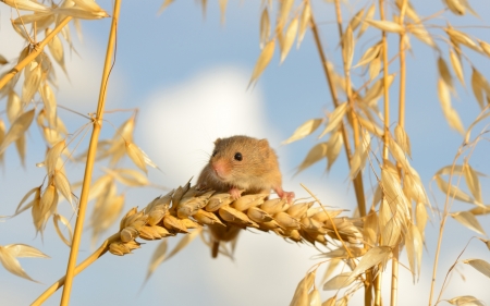 Mouse - sky, ears of wheat, mose, yellow, rodent, blue, animal, cute, little