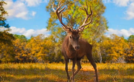 Deer - animal, orange, tree, deer, autumn, horns