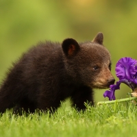 Bear cub