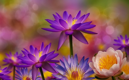 Flowers - flowers, pretty, beautiful, spring, background, petals