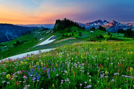 Wildflowers meadow