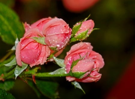 Wet roses - buds, roses, wet, dew, pretty, pink, petals, beautiful, flowers